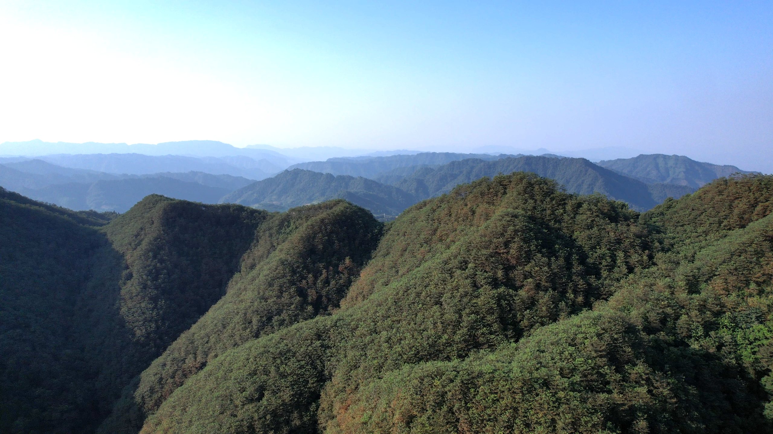早白巅·有机荒野红茶茶园风光 - 四川早白巅茶业有限公司官方网站首屏视觉